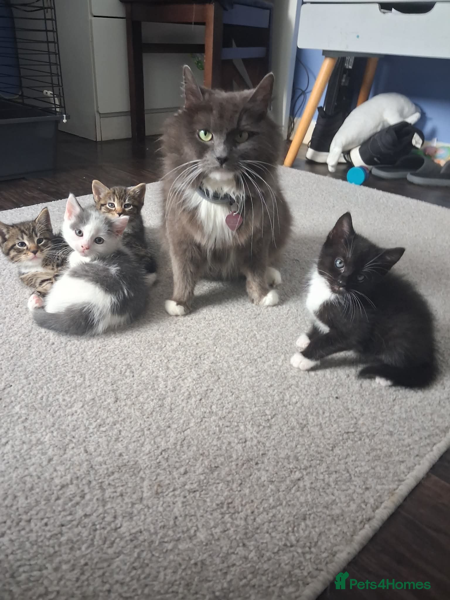 Mixed Breed cats 💥💥💥Lovly Kittens 💥💥💥 - Advert 5
