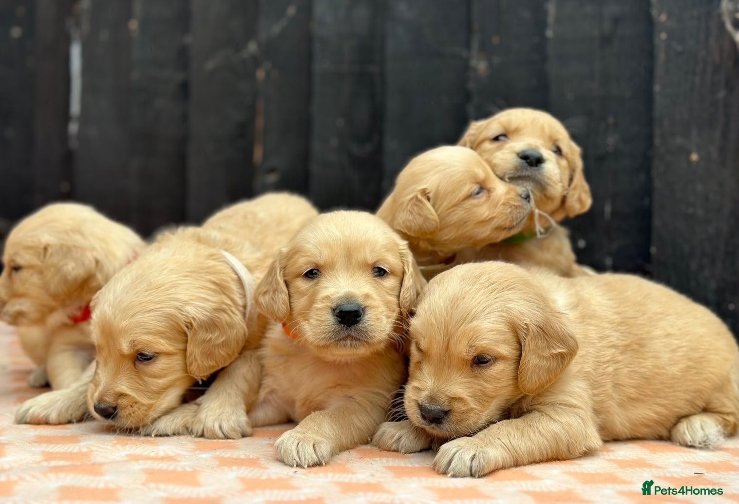 Golden Retriever dogs *UPDATED* PEDIGREE KC GOLDEN RETRIEVER PUPPIES - Advert 3
