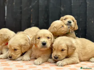 Golden Retriever dogs *UPDATED* PEDIGREE KC GOLDEN RETRIEVER PUPPIES - Advert 3