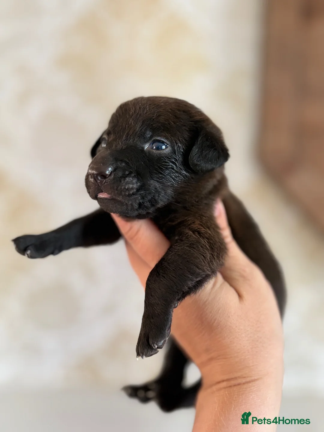 Patterjack dogs for sale: Patterjacks  - Advert 1