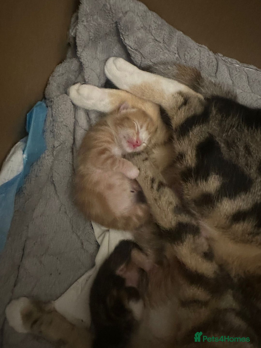 Mixed Breed cats for sale: One boy one girl - Advert 4