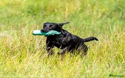 Labrador Retriever dogs for stud: Kc reg. Labrador for stud - Drakeshead Gareth - Image 2