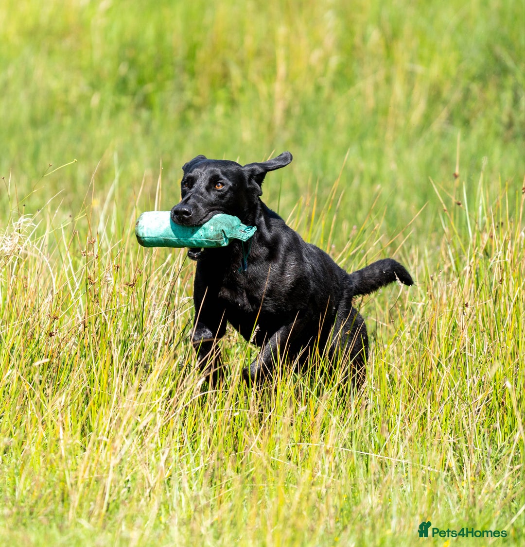 Labrador Retriever dogs for stud: Kc reg. Labrador for stud - Drakeshead Gareth - Image 2