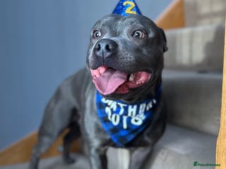 Staffordshire Bull Terrier dogs KC REG & TESTED BLUE STAFFORDSHIRE BULL TERRIER - Advert 2