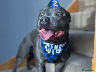 Staffordshire Bull Terrier dogs KC REG & TESTED BLUE STAFFORDSHIRE BULL TERRIER - Advert 5