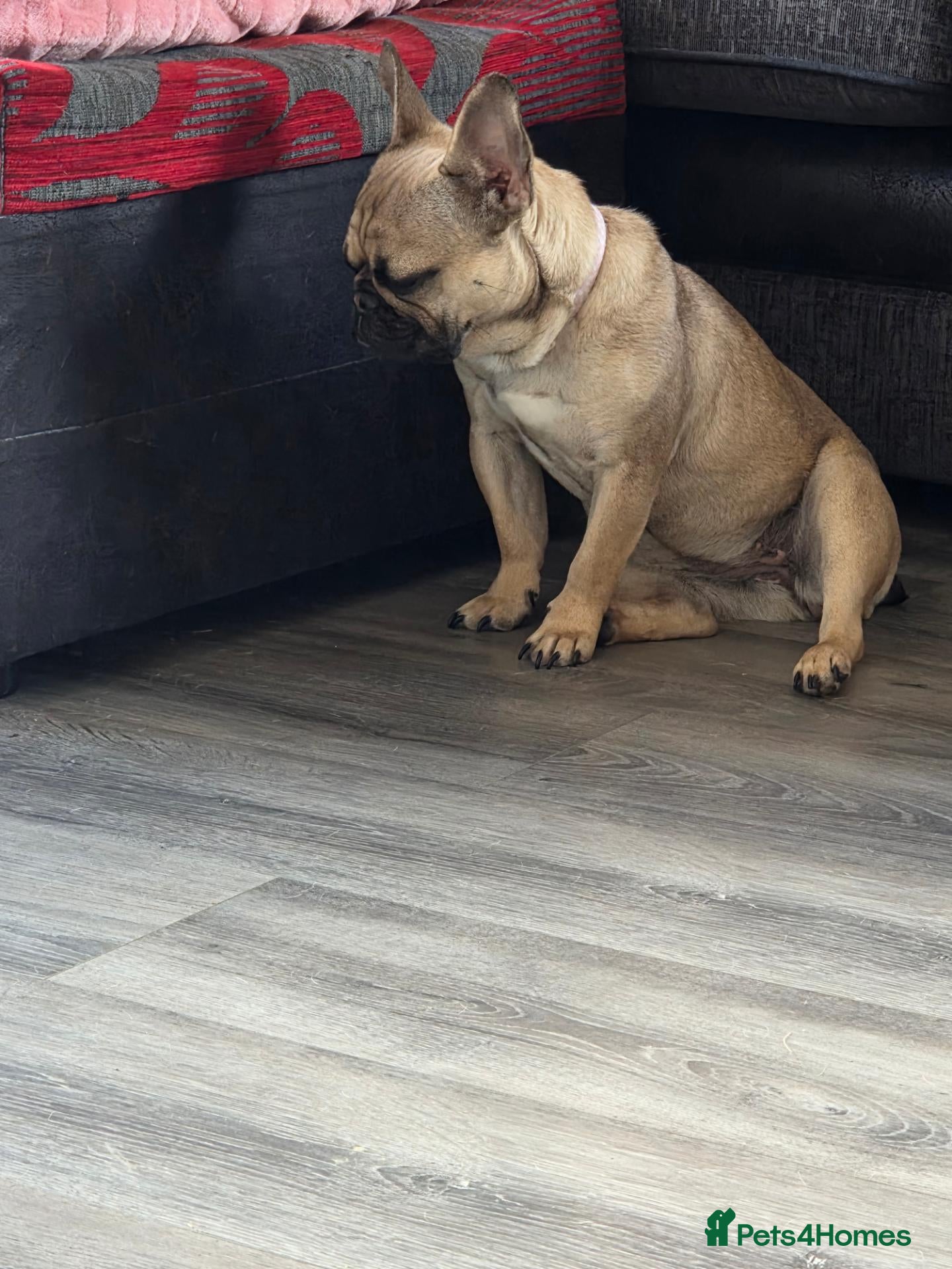 French Bulldog dogs Female French Bulldog - Advert 3
