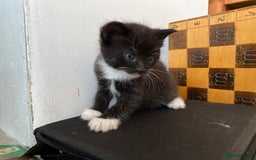 Mixed Breed cats for sale: Four beautiful little kittens - Image 6