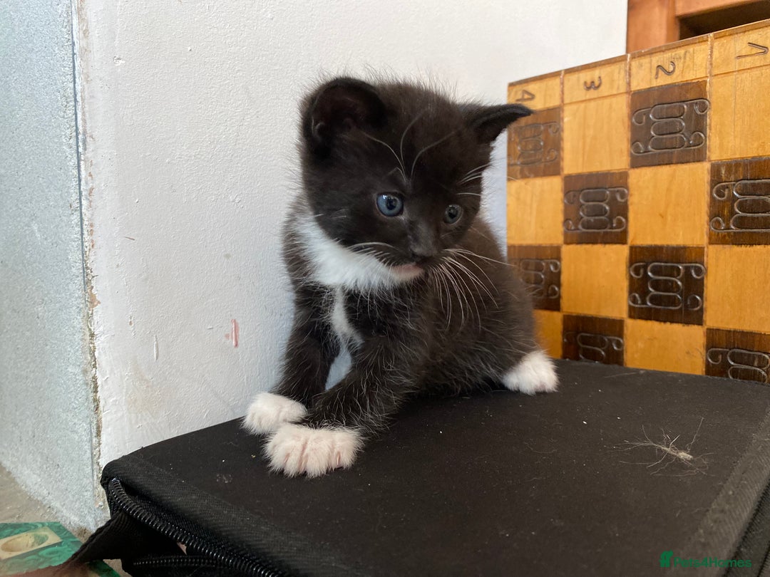 Mixed Breed cats for sale: Four beautiful little kittens - Image 6