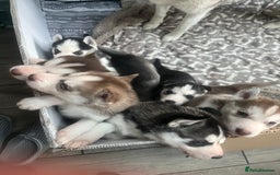 Siberian Husky dogs for sale: Siberian Husky puppies  - Advert 3