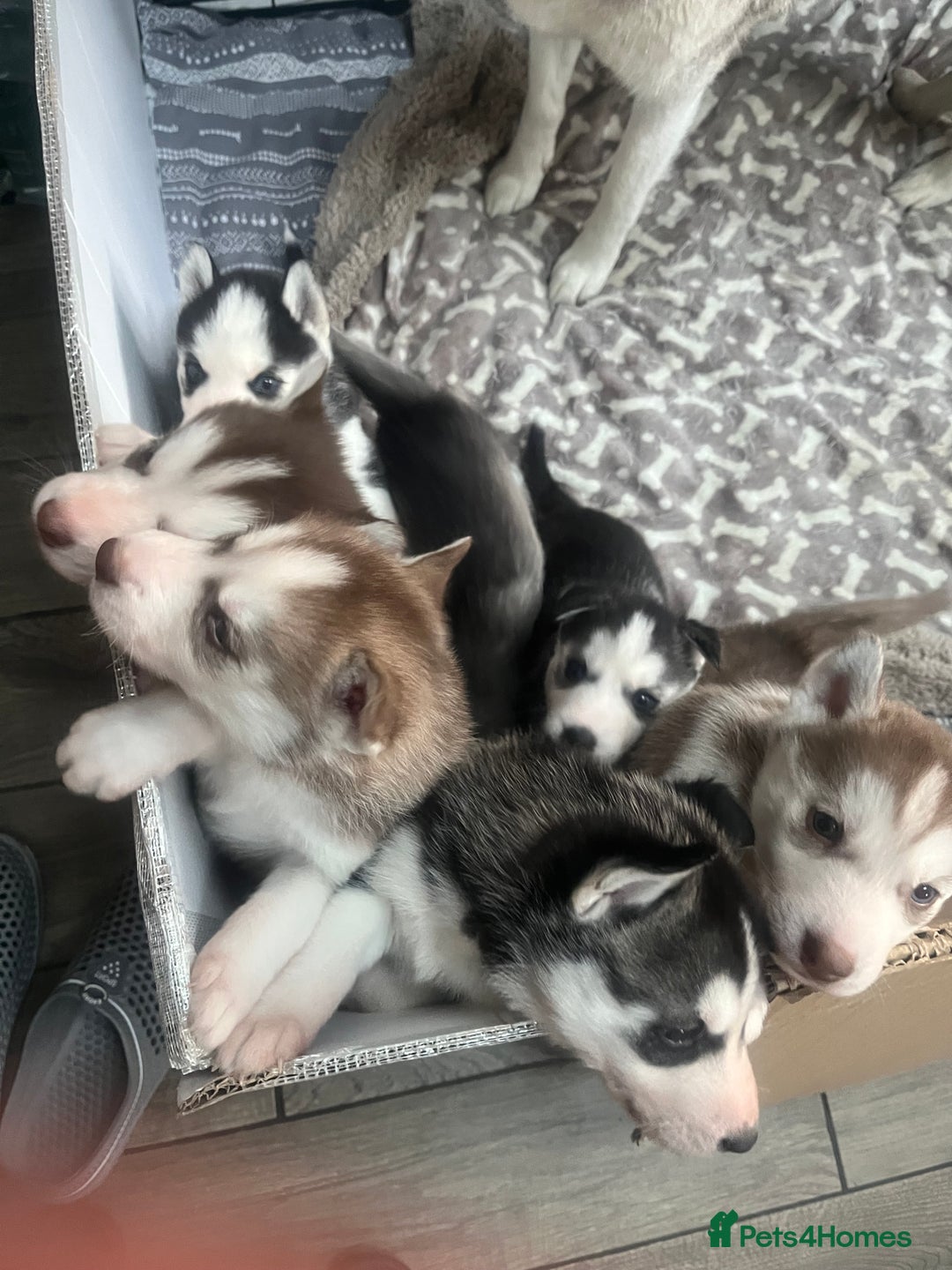 Siberian Husky dogs for sale: Siberian Husky puppies  - Advert 3