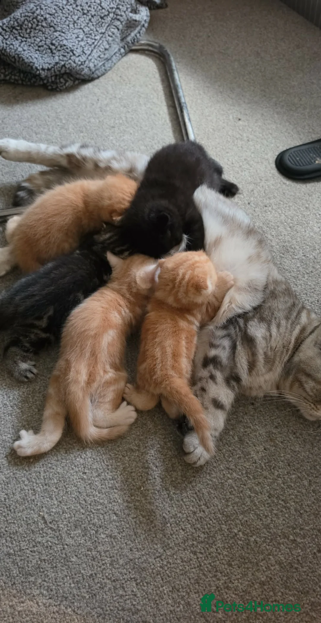 Scottish Fold cats for sale: Scottish Fold kittens in Fort William - Advert 1