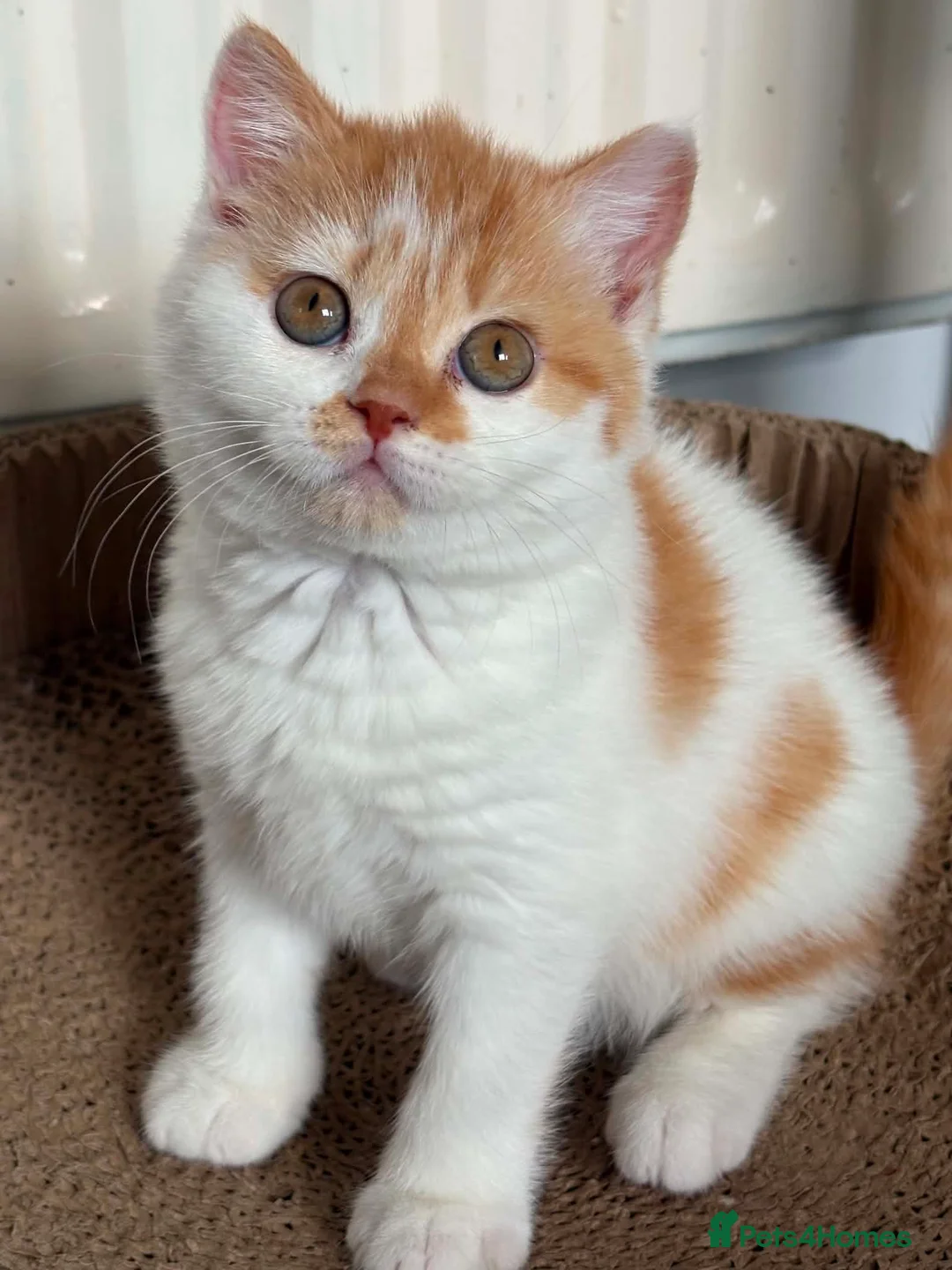 British Shorthair cats for sale: Beautiful Gccf registered bsh kittens  - Advert 2
