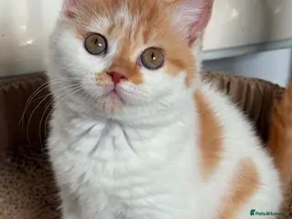British Shorthair cats Beautiful Gccf registered bsh kittens -1 girl left - Advert 1