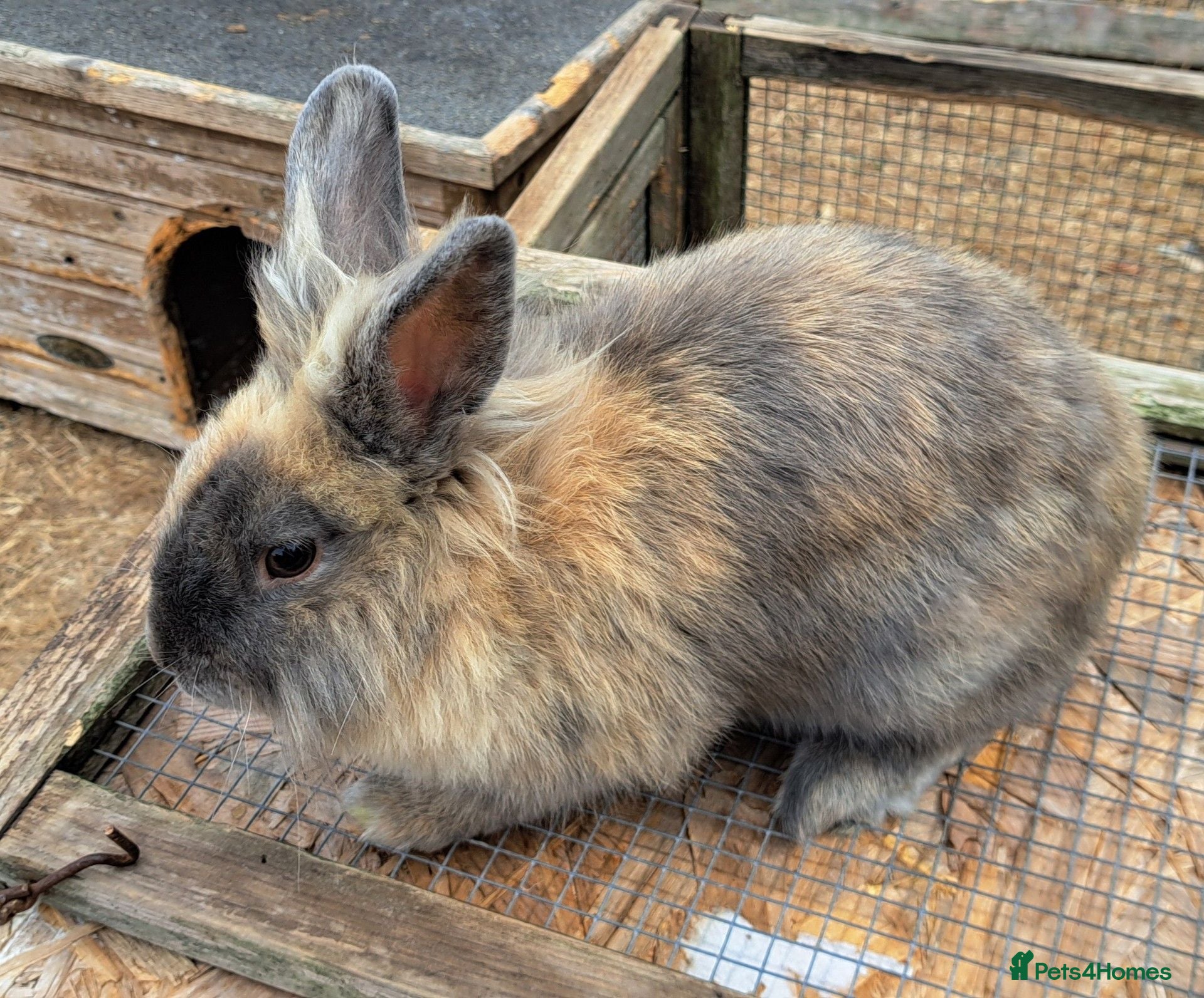 Lionhead rabbits Male Lionhead - Advert 3