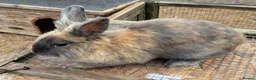 Lionhead rabbits for sale: Male Lionhead - Advert 1