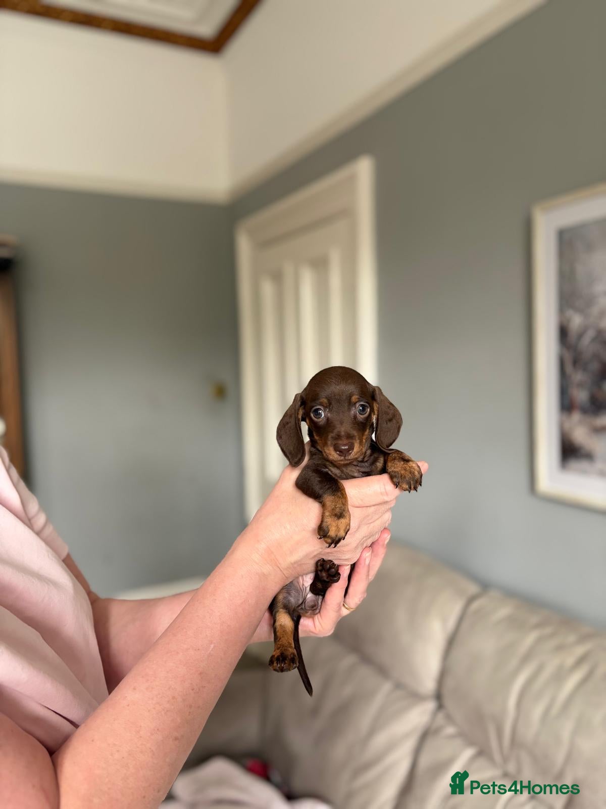 Miniature Dachshund dogs 1 Left KC Registered Miniature Dachshund Puppies - Advert 8
