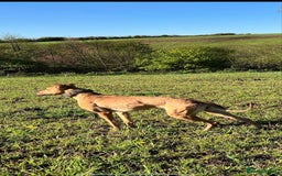 Mixed Breed dogs for sale: Beautiful litter of puppies  - Image 2