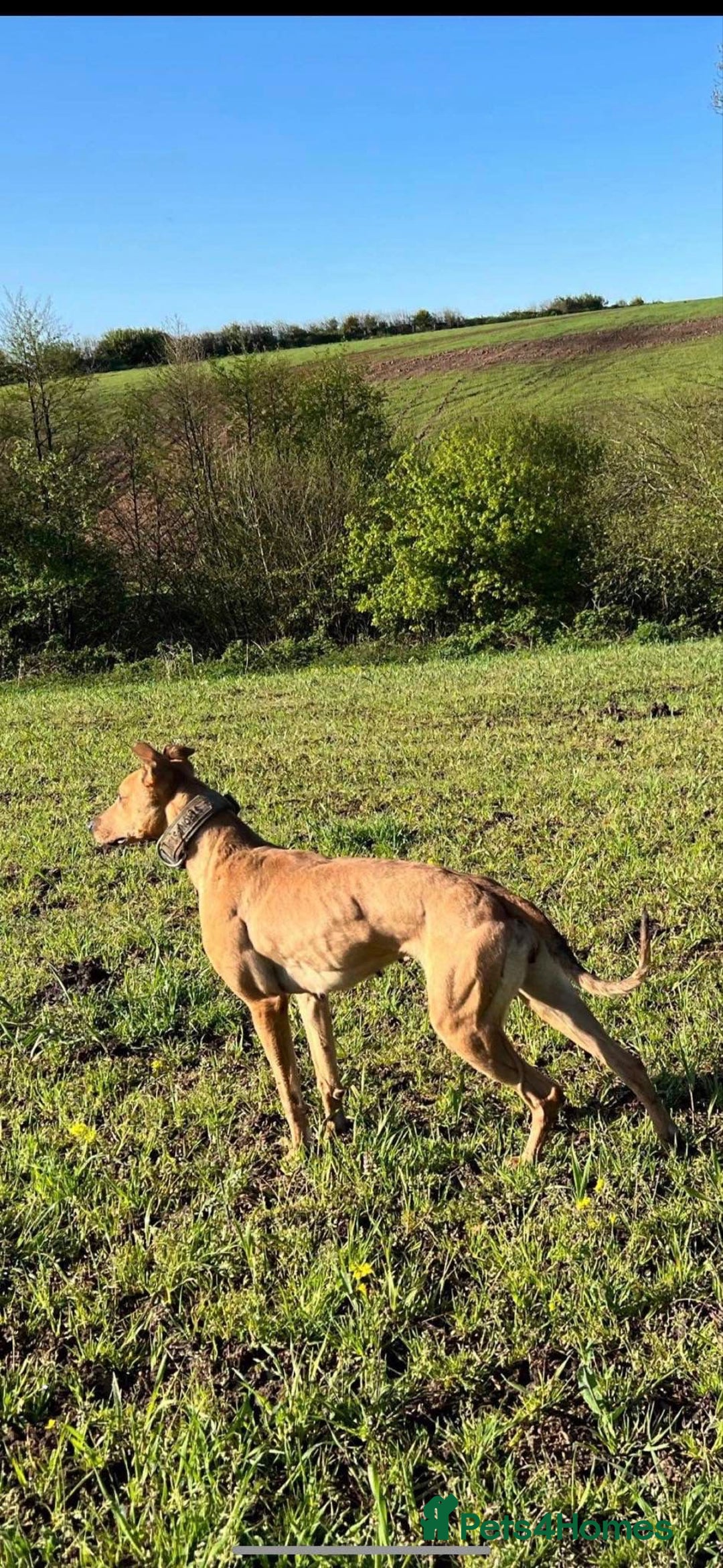 Mixed Breed dogs for sale: Beautiful litter of puppies  - Image 2