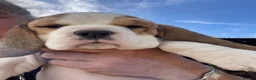 Beagle dogs for sale: STUNNING LITTER OF KC REG CHAMPION LINE BEAGLES  - Advert 20
