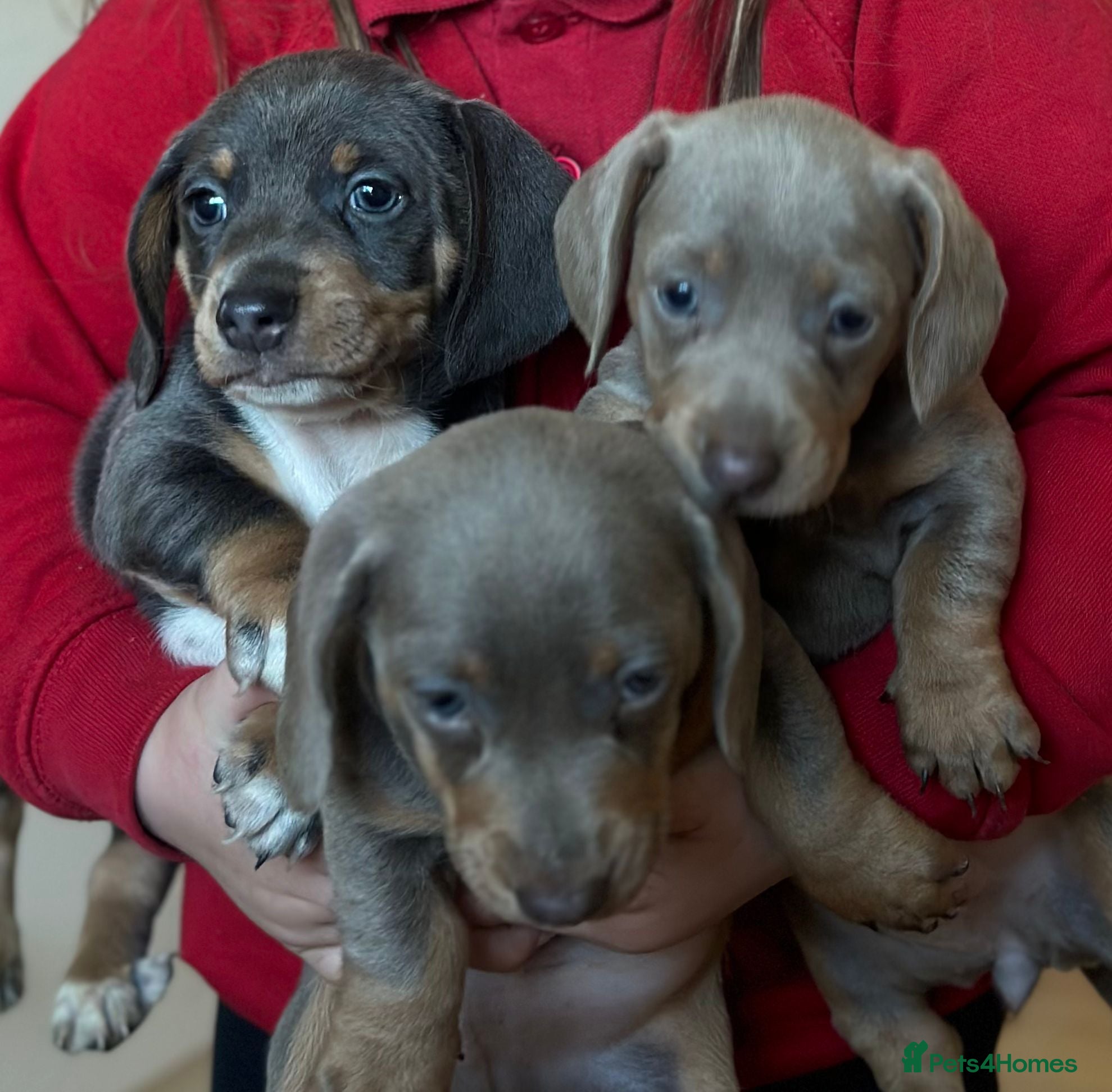 Dachshund dogs Stunning Dachshund puppies 🐾 - Advert 2
