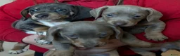 Dachshund dogs for sale: Stunning Dachshund puppies 🐾 - Advert 3