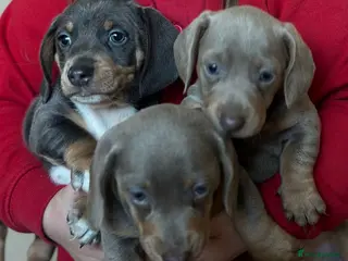 Dachshund dogs Stunning Dachshund puppies 🐾 - Advert 2