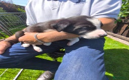 Border Collie dogs for sale: Border Collie pups for sale - Image 17