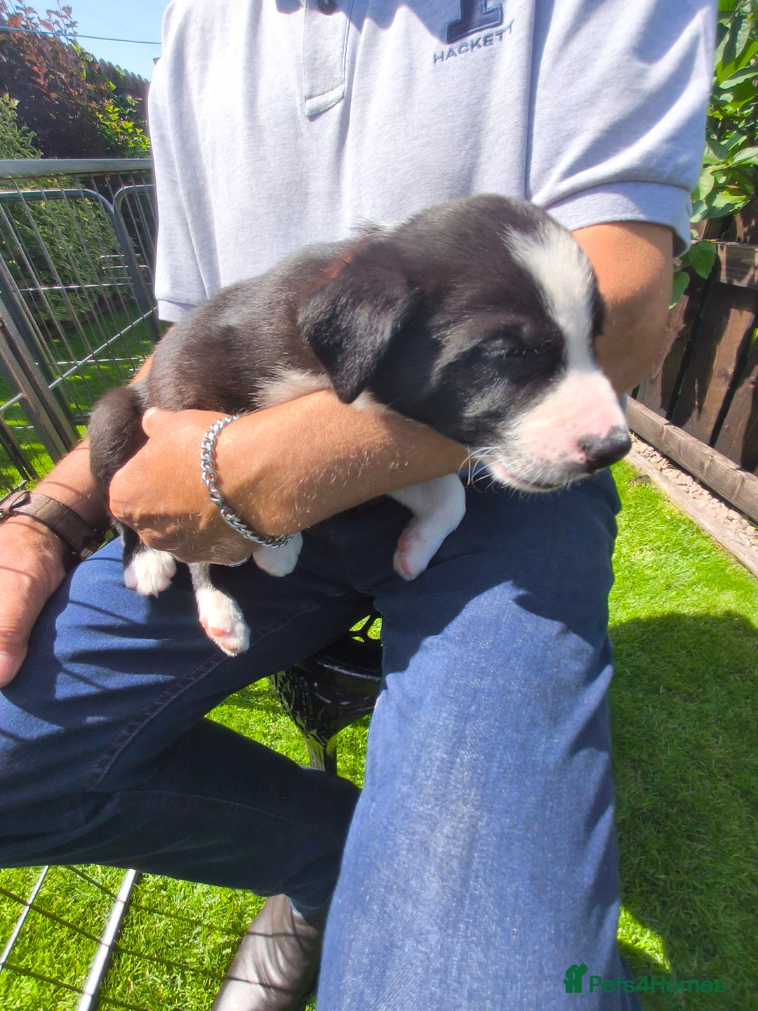 Border Collie dogs for sale: Border Collie pups for sale - Image 17