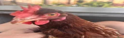 Chickens poultry for sale: 3 lovely 10 month old hens £20 EACH in Reading - Advert 1