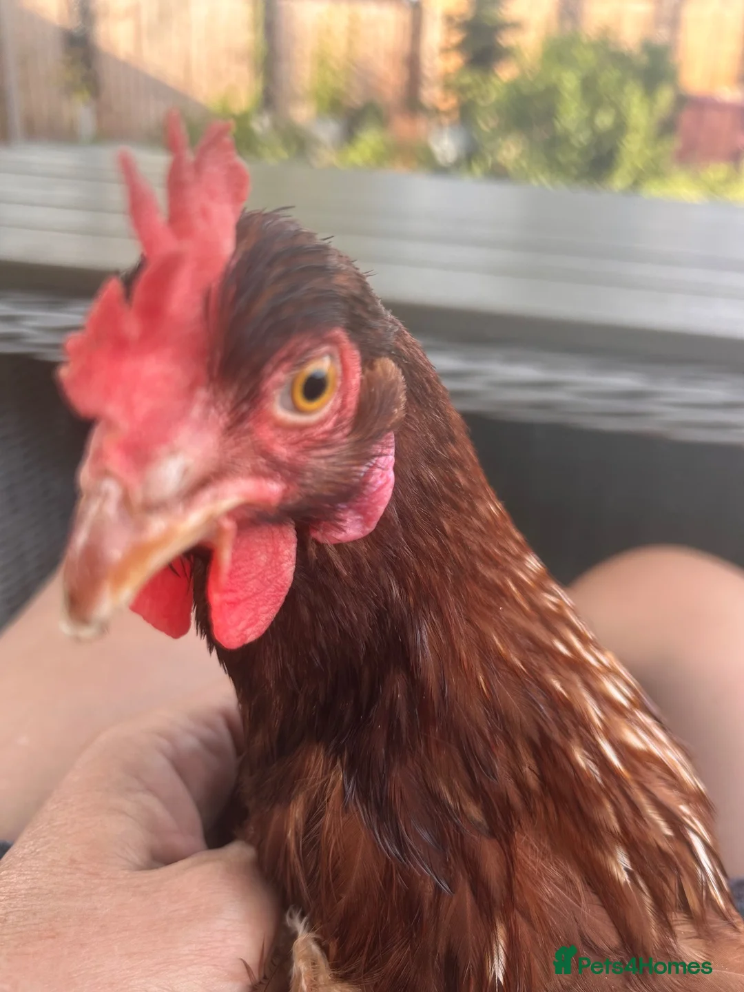 Chickens poultry for sale: 3 lovely 10 month old hens £20 EACH in Reading - Advert 1