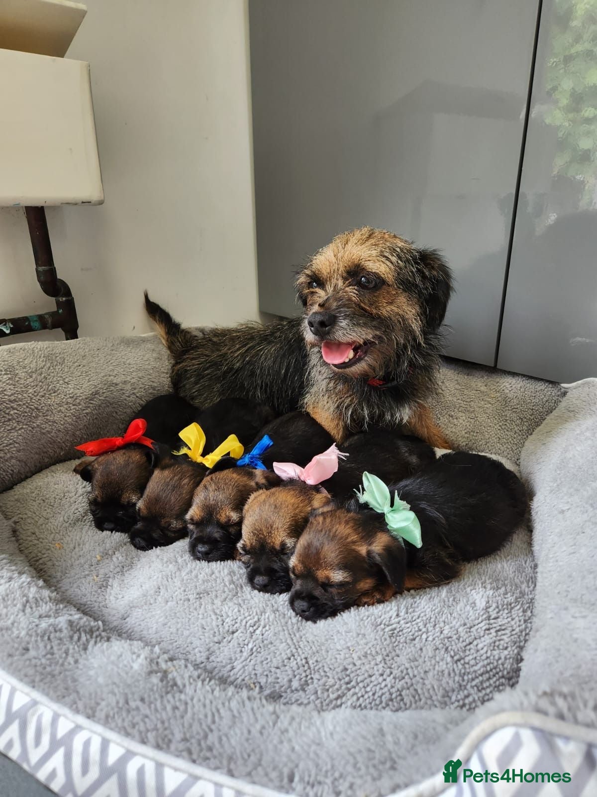 Border Terrier dogs Border  terrier. - Advert 4