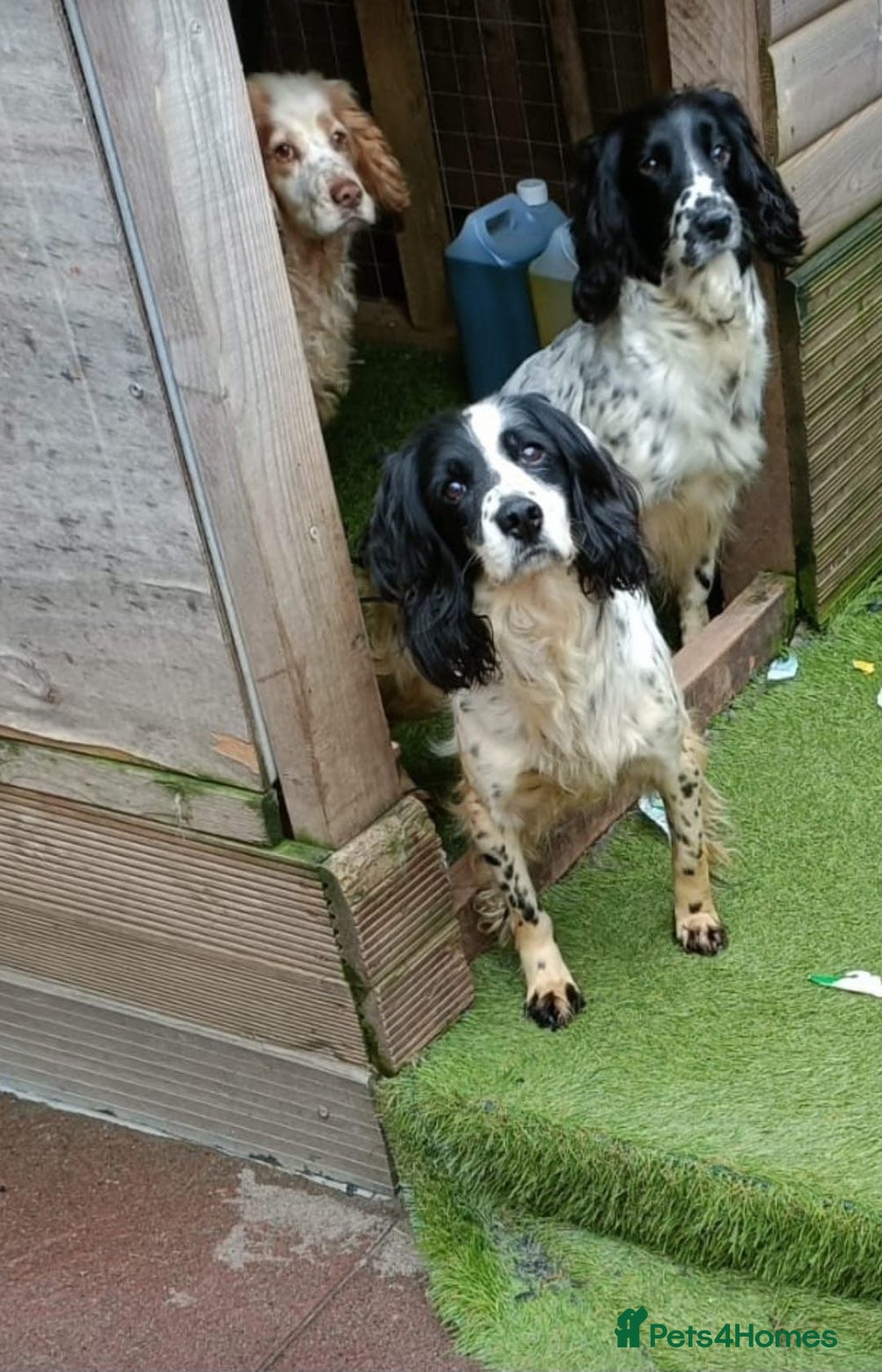 Sprocker dogs for sale: 3 beautiful dog in urgent need of a home - Advert 2