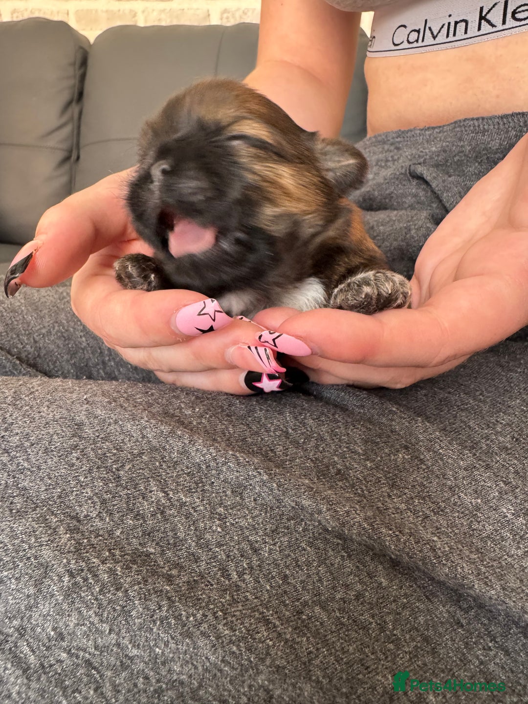 Shih Tzu dogs for sale: Beautiful Shih Tzu Pups - Image 5