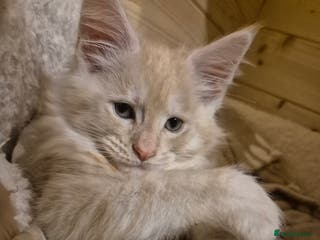 Maine Coon cats Mein Con - Advert 7