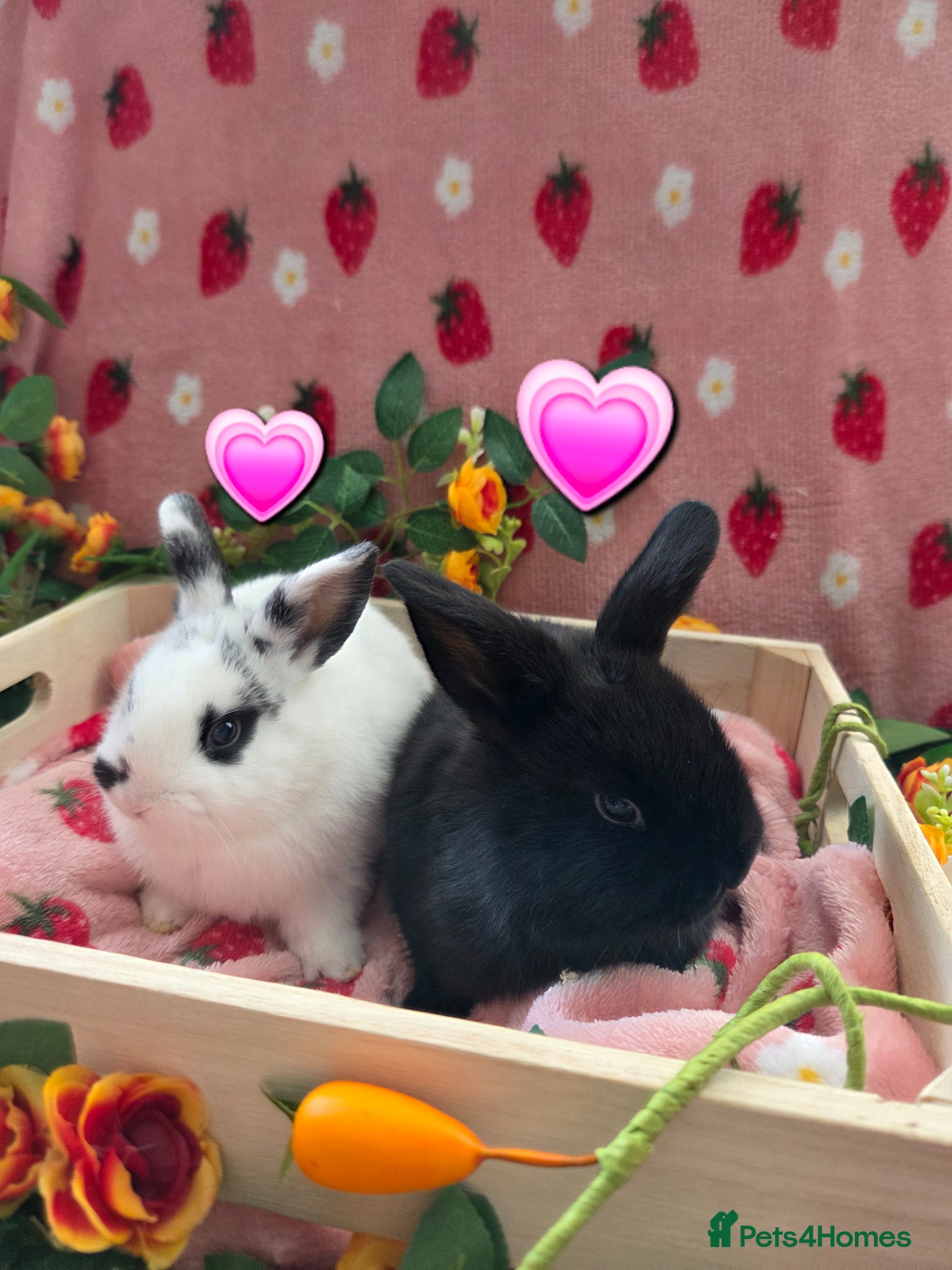 Mini Lop rabbits for sale: ☆8weeks old☆ chunky mini lop Does ☆ Last 2 left  - Advert 3