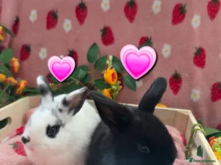 Mini Lop rabbits for sale: ☆8weeks old☆ chunky mini lop Does ☆ Last 2 left - Advert 3