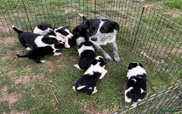 Border Collie dogs for sale: ISDS Registered border collie pups - Image 7