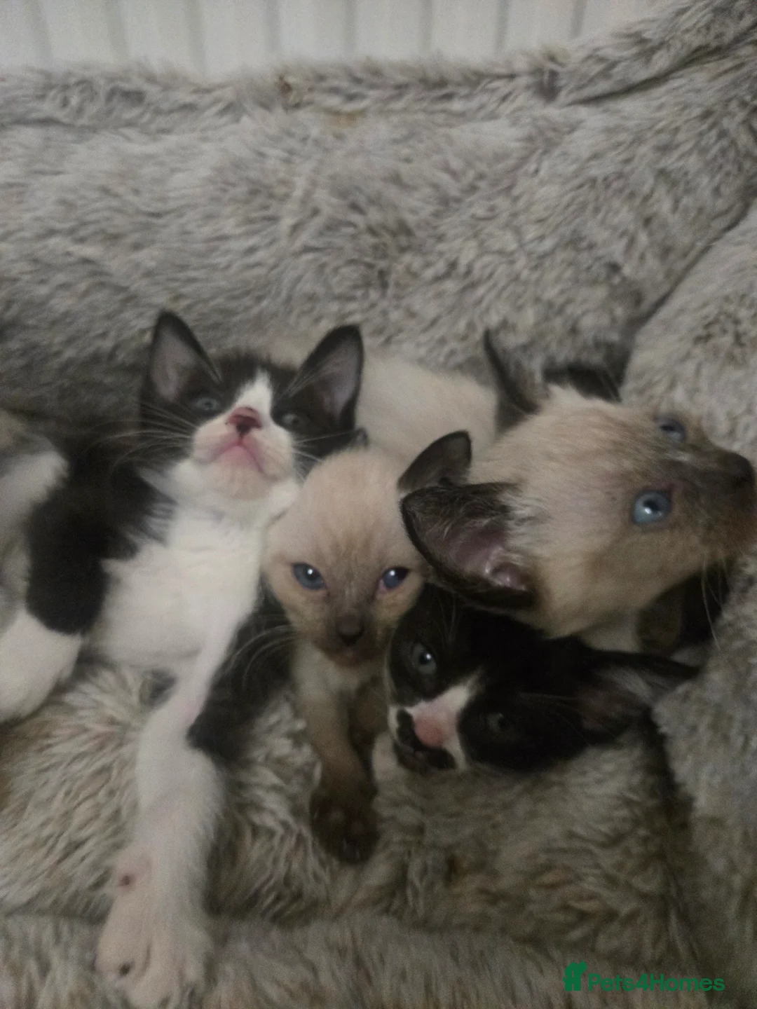 Siamese cats for sale: Beautiful siamese boys and girls  - Advert 9