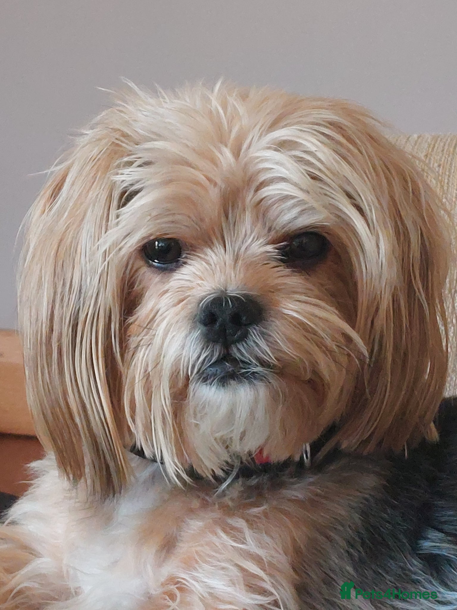 Shorkie dogs Shorkie - Advert 7