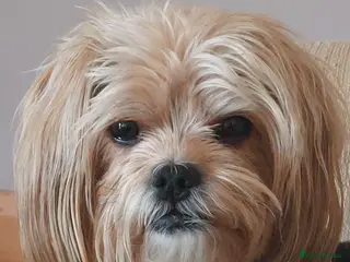 Shorkie dogs Shorkie - Advert 7