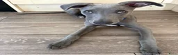 Whippet dogs for sale: Whippet puppy for rehoming  in Bournemouth - Advert 2