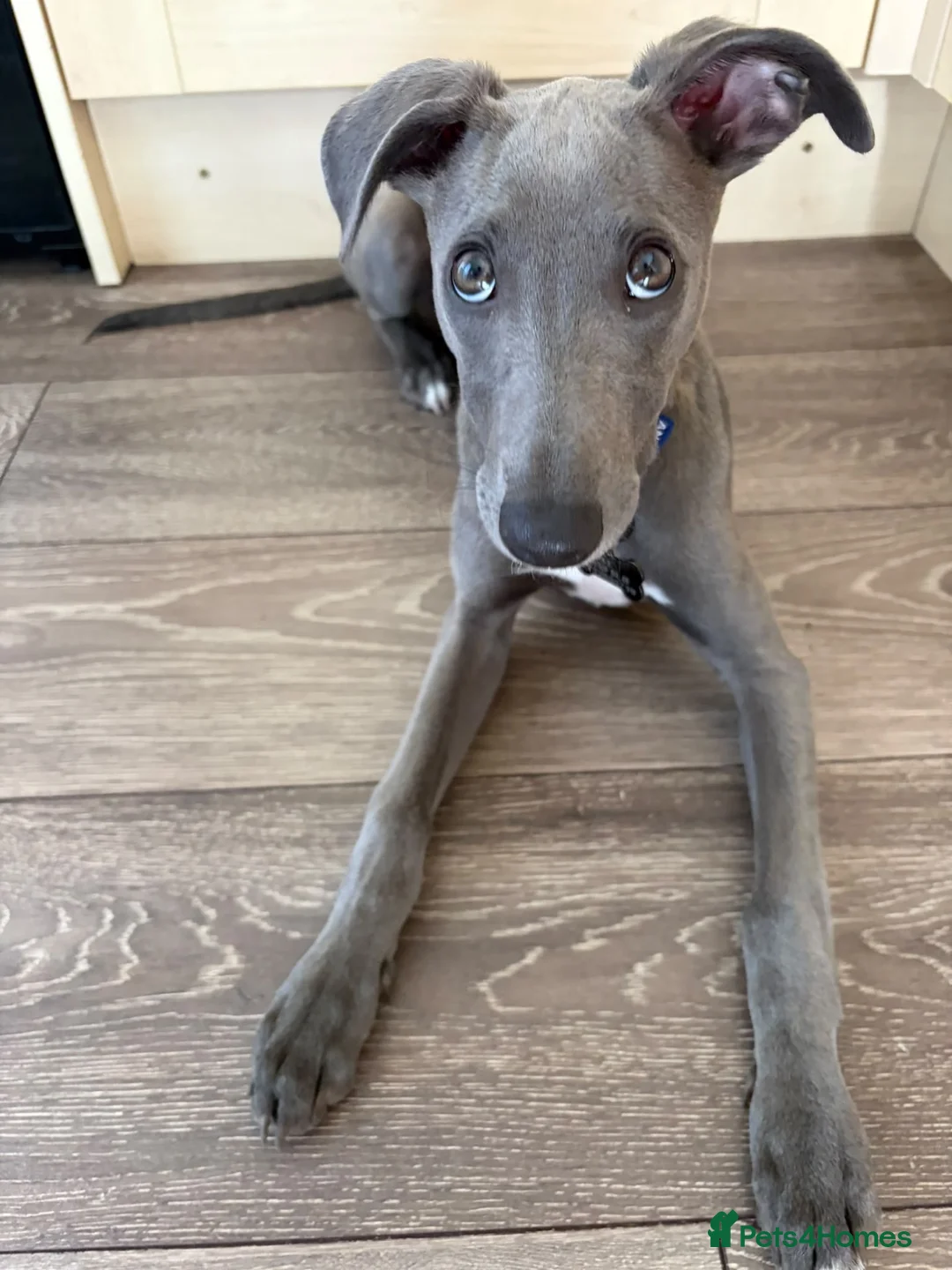 Whippet dogs for sale: Whippet puppy for rehoming  in Bournemouth - Advert 2
