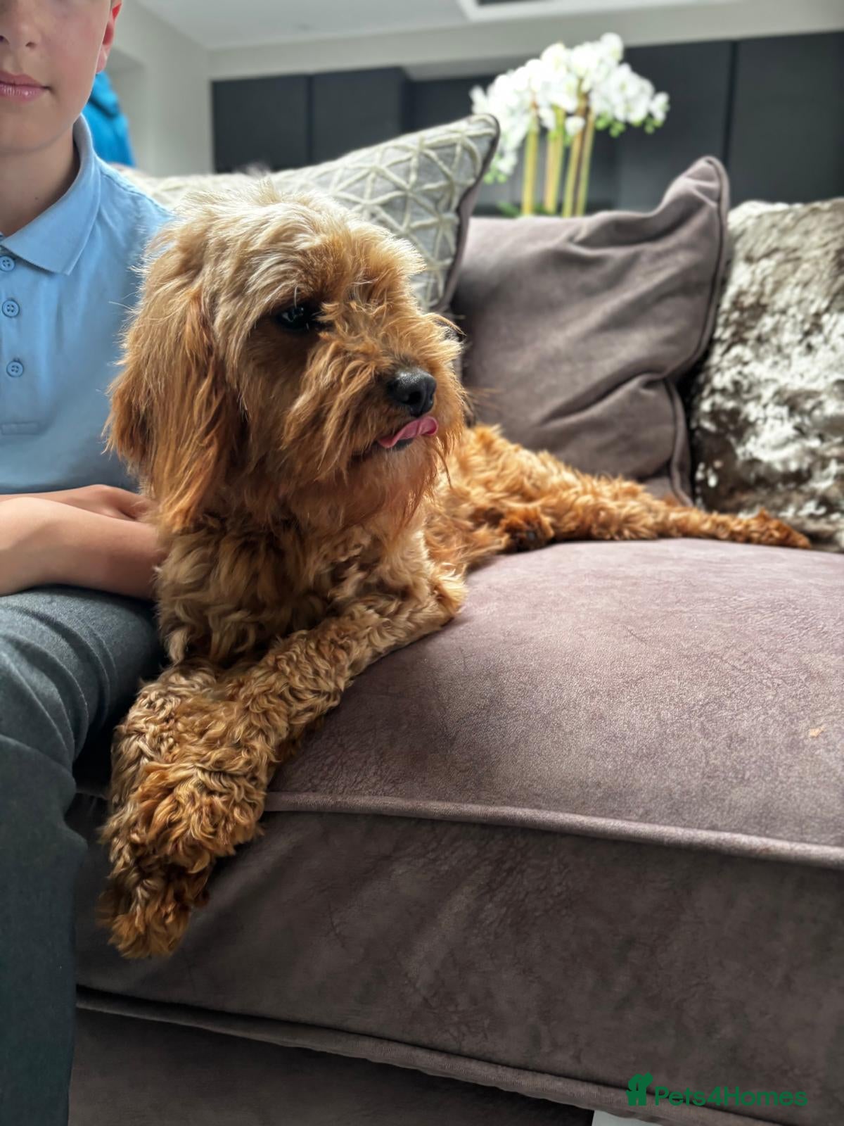 Cavapoo dogs Beautiful F1 Cavapoo girl - Advert 18