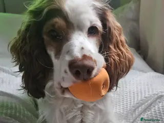 Cockapoo dogs High energy Cockapoo - Advert 1