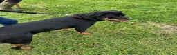 Rottweiler dogs for sale: KC ROTTWEILER PUPPIES DUE SOON  - Advert 4