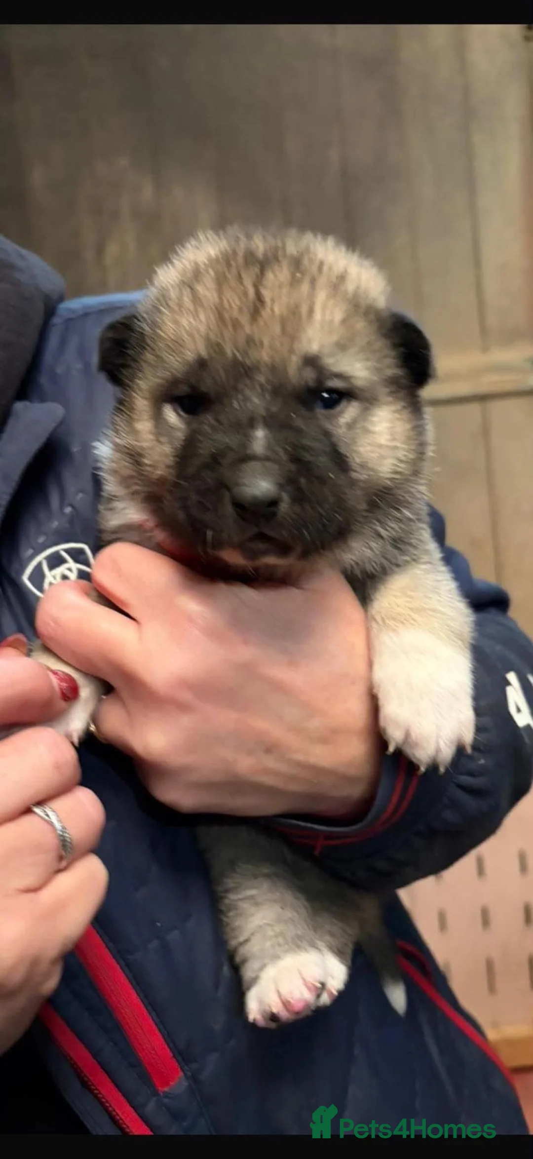 Akita dogs for sale: Akita Puppies in Robertsbridge - Advert 2