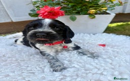 Cocker Spaniel dogs for sale: show type cocker spaniels puppies * ready now  - Image 4