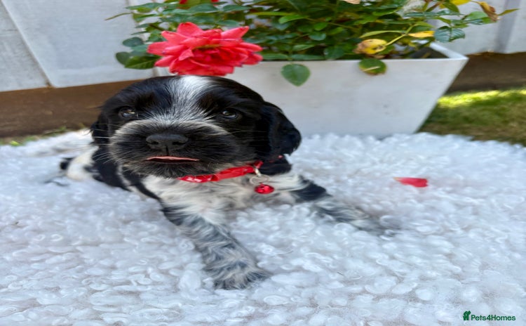 Cocker Spaniel dogs - Advert 2