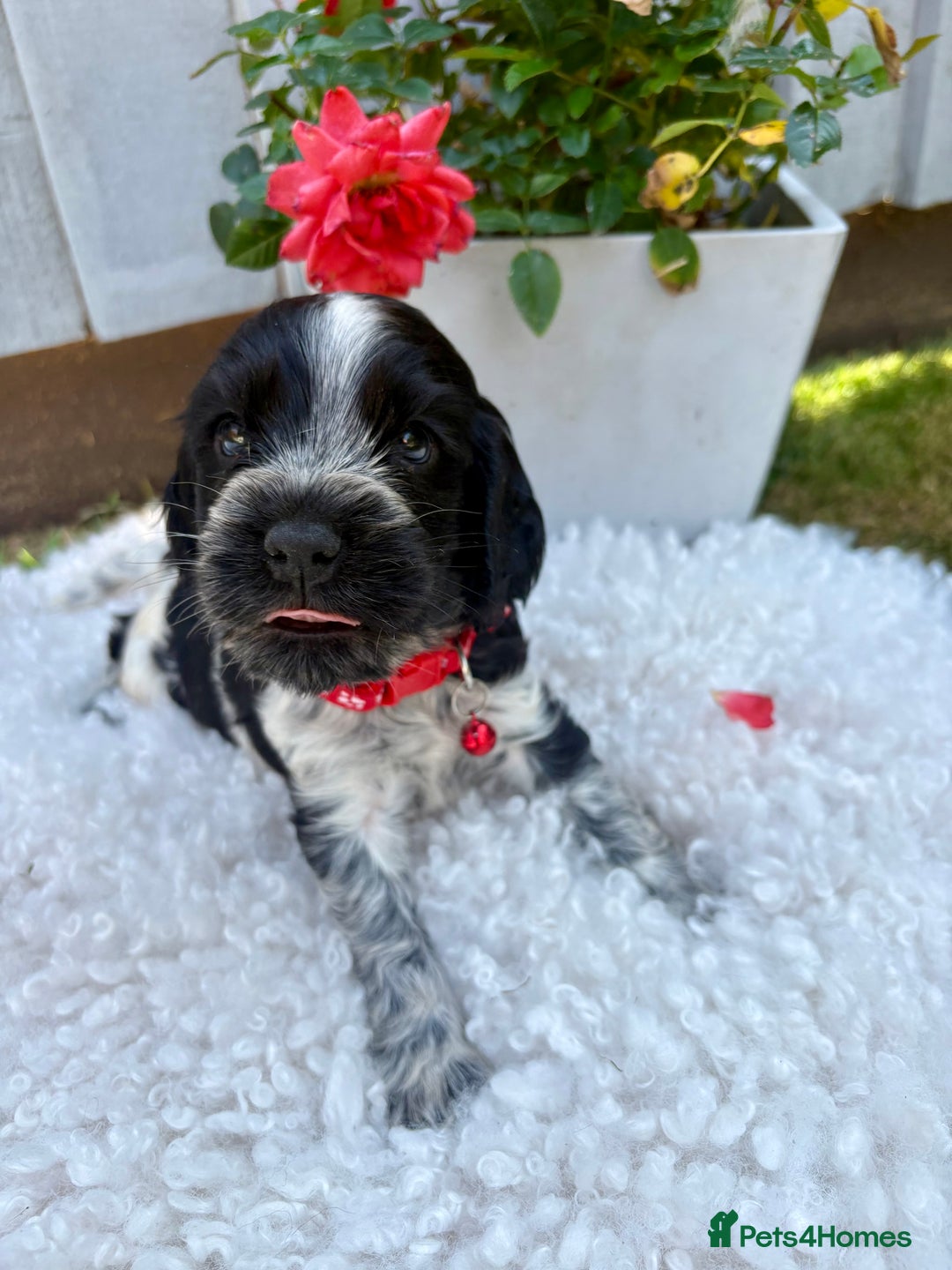 Cocker Spaniel dogs for sale: show type cocker spaniels puppies * ready now  - Image 4