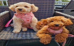 Cockapoo dogs for sale: Beautiful red f1b genuine toy cockapoos - Image 5